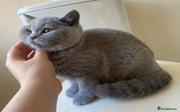 British Shorthair cats for sale: GCCF Active Championship line Blue & Lilac Kittens - Advert 36