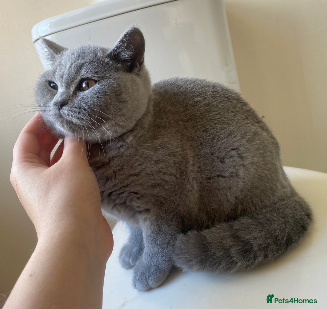 British Shorthair cats for sale: GCCF Active Championship line Blue & Lilac Kittens - Advert 36