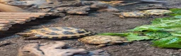Tortoise reptiles for sale: Baby horsfield tortoises + setups  - Advert 5
