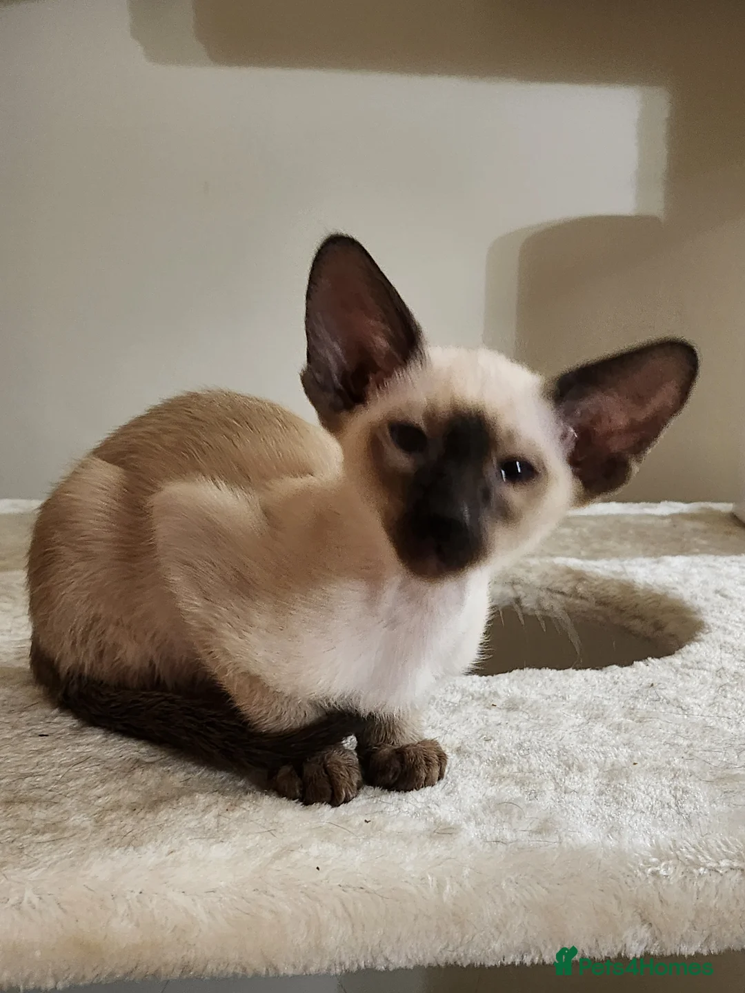 Siamese cats for sale: Adorable siamese kittens ready now - Advert 5