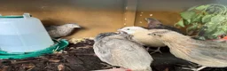 Quail poultry for sale: Coturnix Quail Hatching Eggs - Advert 3