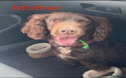 Cocker Spaniel dogs for sale: Cocker spaniel puppies  - Image 15