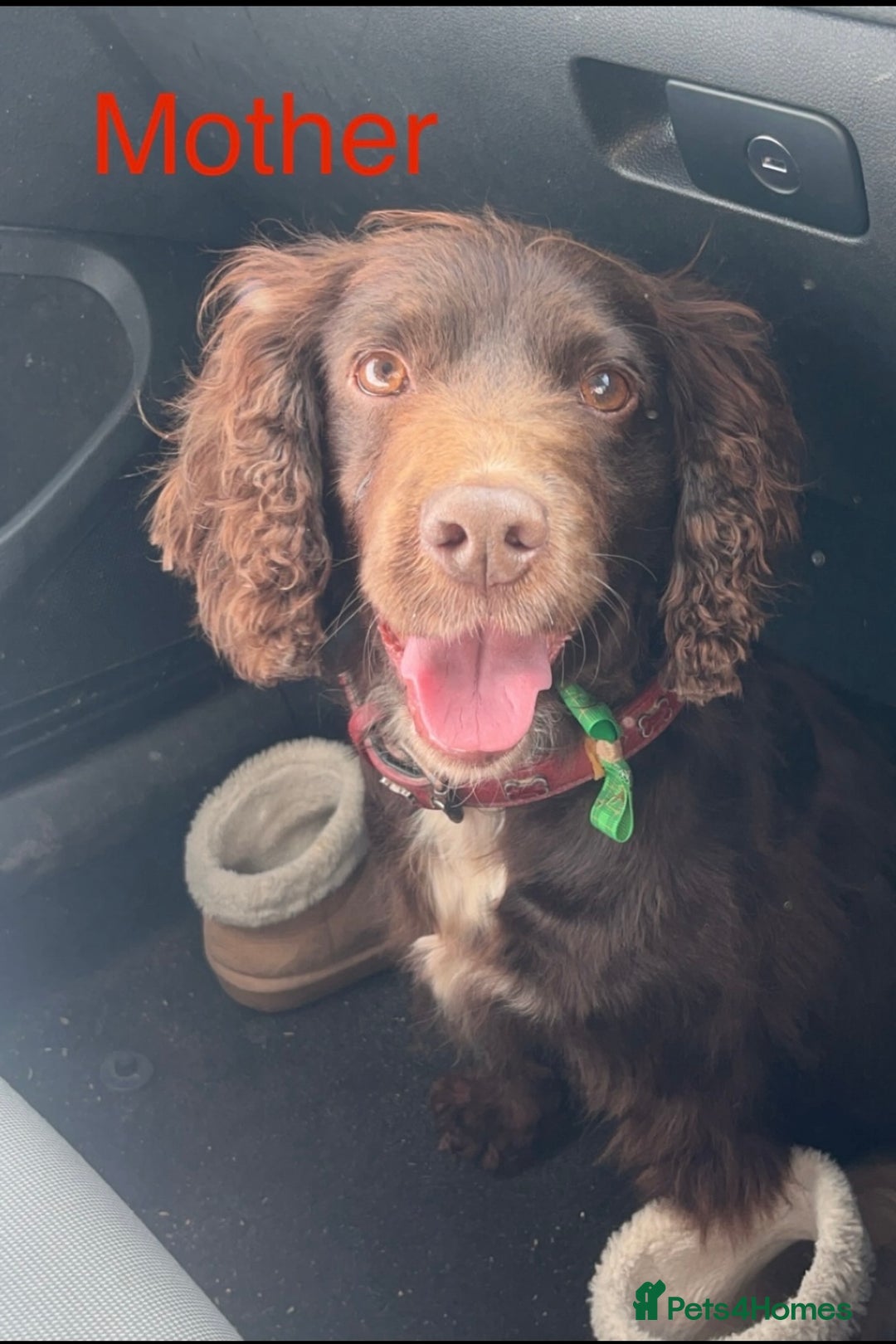 Cocker Spaniel dogs for sale: Cocker spaniel puppies  - Image 15