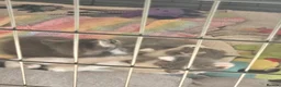 Mixed Breed cats for sale: Beautiful kittens for sale  - Advert 8