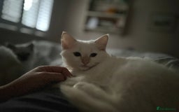 Ragdoll cats for sale: Stunning TICA reg Flame/Cream Boy - Image 38