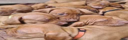 Hungarian Vizsla dogs for sale: Hungarian Vizsla - Advert 10