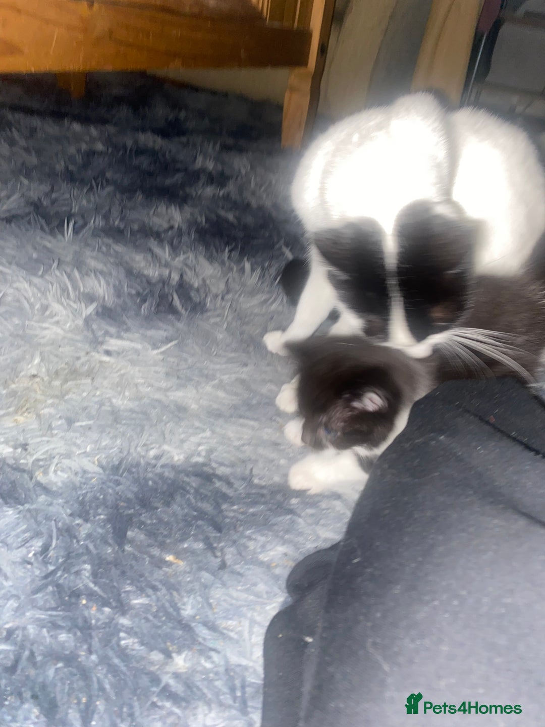 British Longhair cats for sale: 3 beautiful little girls - Image 8