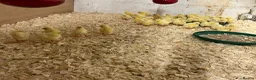 Chickens poultry for sale: Ross cobb chicks day old - Advert 2