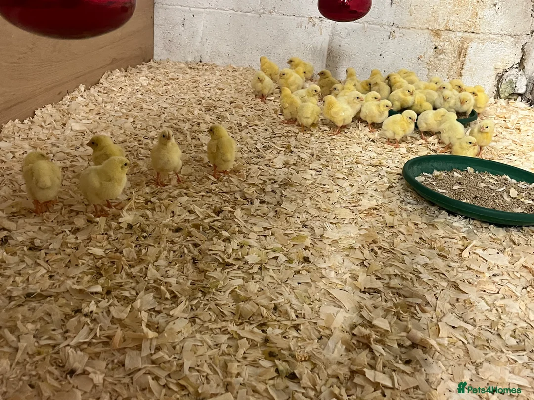 Chickens poultry for sale: Ross cobb chicks day old - Advert 2