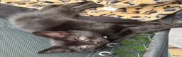 Mixed Breed cats for sale: Beautiful fluffy friendly babies - Advert 20