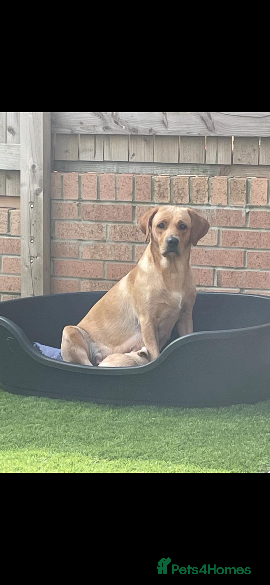 Labrador Retriever dogs for sale: Beautiful Labrador Bitch - Advert 5