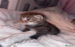 Mixed Breed cats for sale: Tabby boy  - Image 9