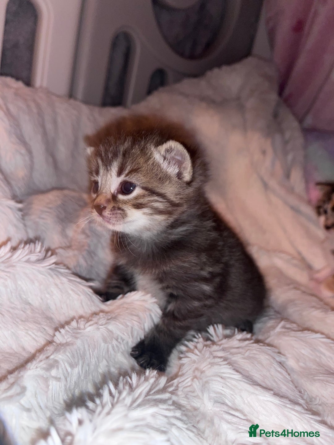 Mixed Breed cats for sale: Tabby boy  - Image 9