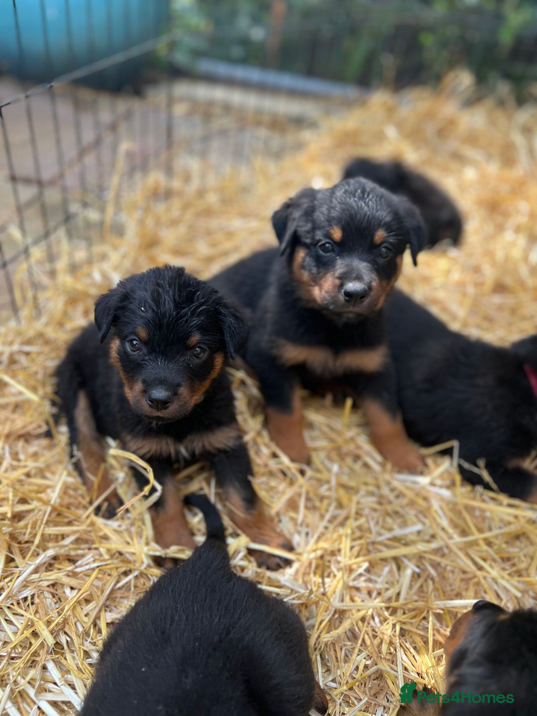 Rottweiler dogs for sale: LAST PUPS REMAINING. READY TO LEAVE  - Image 7
