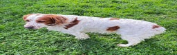 Brittany Spaniel dogs for adoption: Ronnie, 3-year old Brittany male - Advert 1