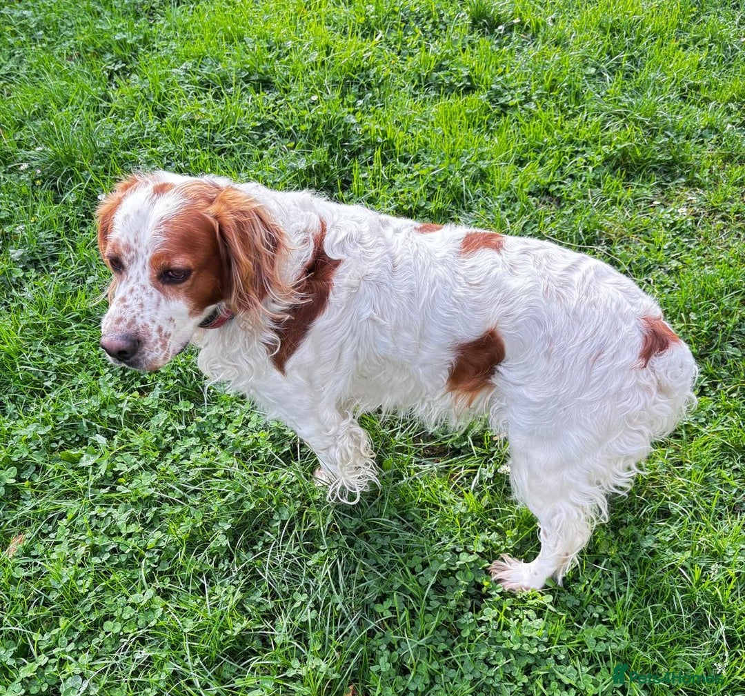 Brittany Spaniel dogs for adoption: Ronnie, 3-year old Brittany male - Advert 1