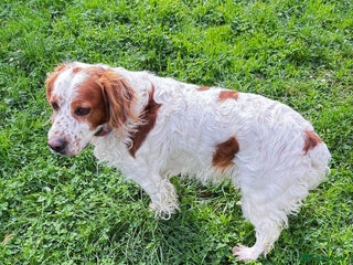 Brittany Spaniel dogs Ronnie, 3-year old Brittany male - Advert 1