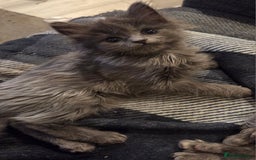 Nebelung cats for sale: 2 Grey Fluffy Grey Kittens For Sale - Image 5