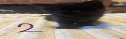 Mixed Breed cats for sale: Kittens for sale in Banbury - Advert 5