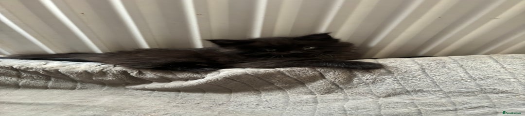 Maine Coon Kitten 1