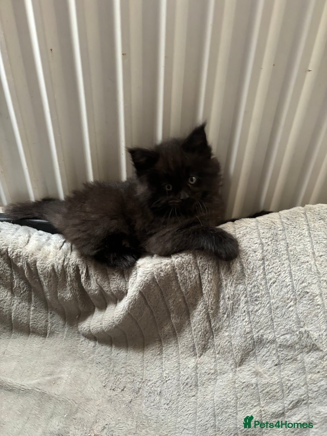 Maine Coon cats for sale: Maine Coon kittens  - Image 3