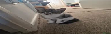 Bagel