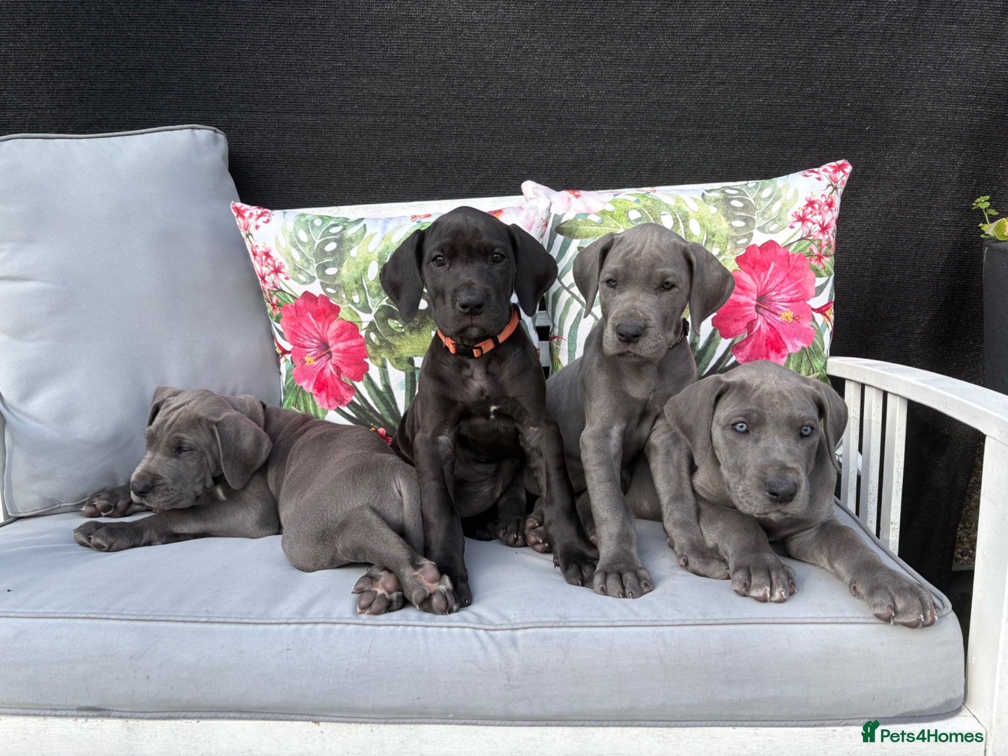 Great Dane dogs Ready to go! Pedigree blue & black Great Dane Pups - Advert 2