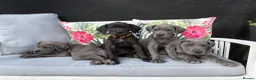 Great Dane dogs for sale: Ready to go! Pedigree blue & black Great Dane Pups - Advert 2