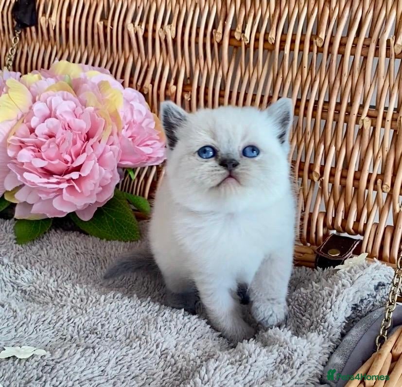 British Shorthair cats RARE SEAL LYNX PURE BRED BSH TEDDY BEARS - Advert 7