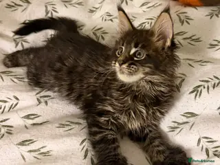 Maine Coon cats Large Kittens TICA Registered Champion lines - Advert 15