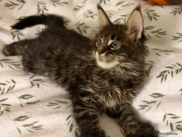 Maine Coon cats Large Kittens TICA Registered Champion lines - Advert 19