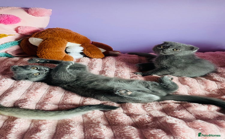 Scottish Fold cats - Advert 14