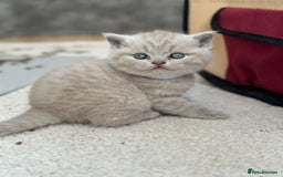 British Shorthair cats for sale: Purebred lilac British Shorthair - Image 5