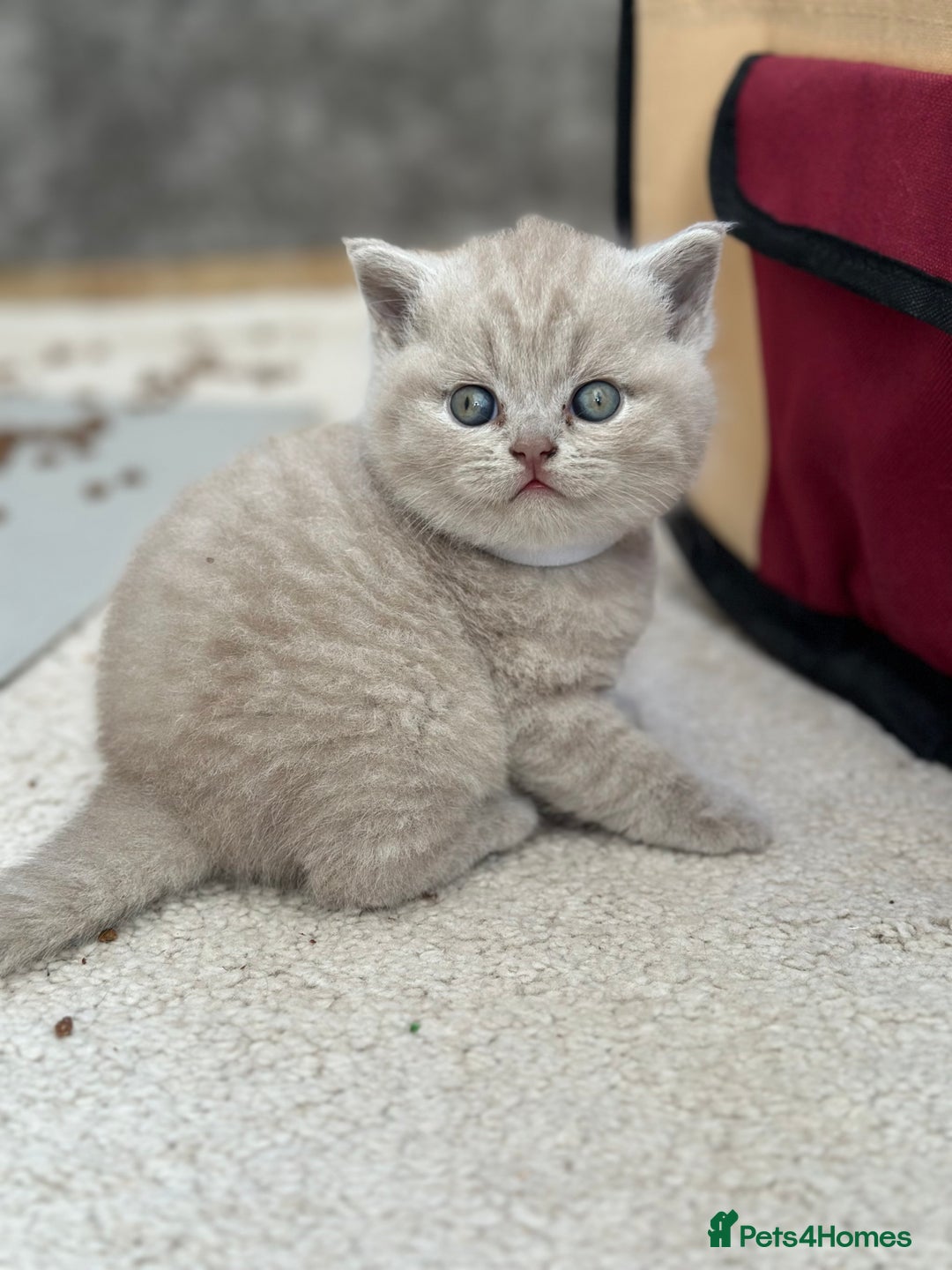 British Shorthair cats for sale: Purebred lilac British Shorthair - Image 5