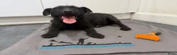 Mixed Breed dogs for adoption: Bramble Lakeland/Patterdale Terrier - Advert 2