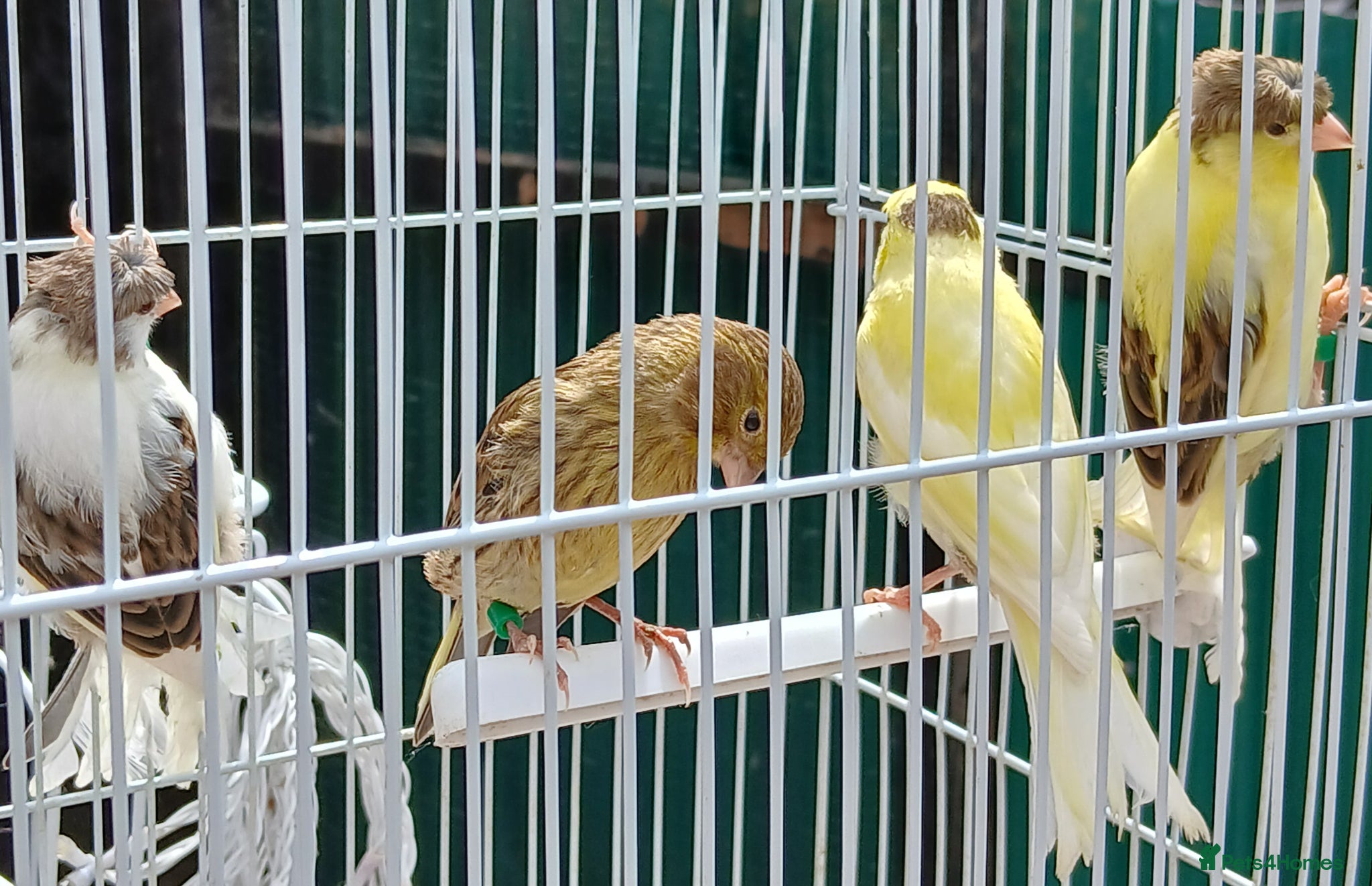 Canaries birds for sale: Canaries mixed Canaries  - Advert 7