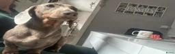 Miniature Dachshund dogs for stud: Miniature Dachshund for Stud  - Advert 2
