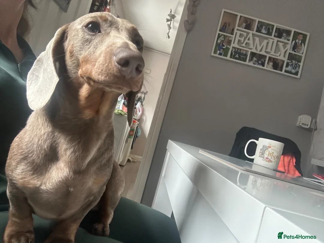 Miniature Dachshund dogs for stud: Miniature Dachshund for Stud  - Advert 2