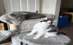 Mixed Breed cats for sale: British shorthair 5 mix kittens  - Image 12