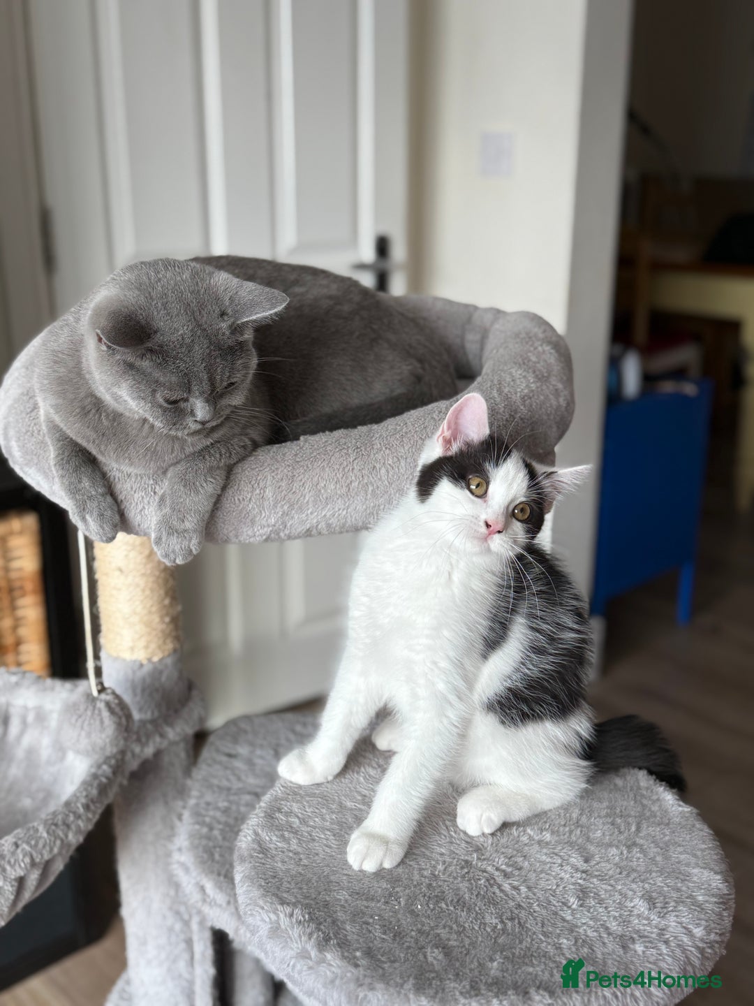 Mixed Breed cats for sale: British shorthair 5 mix kittens  - Image 12