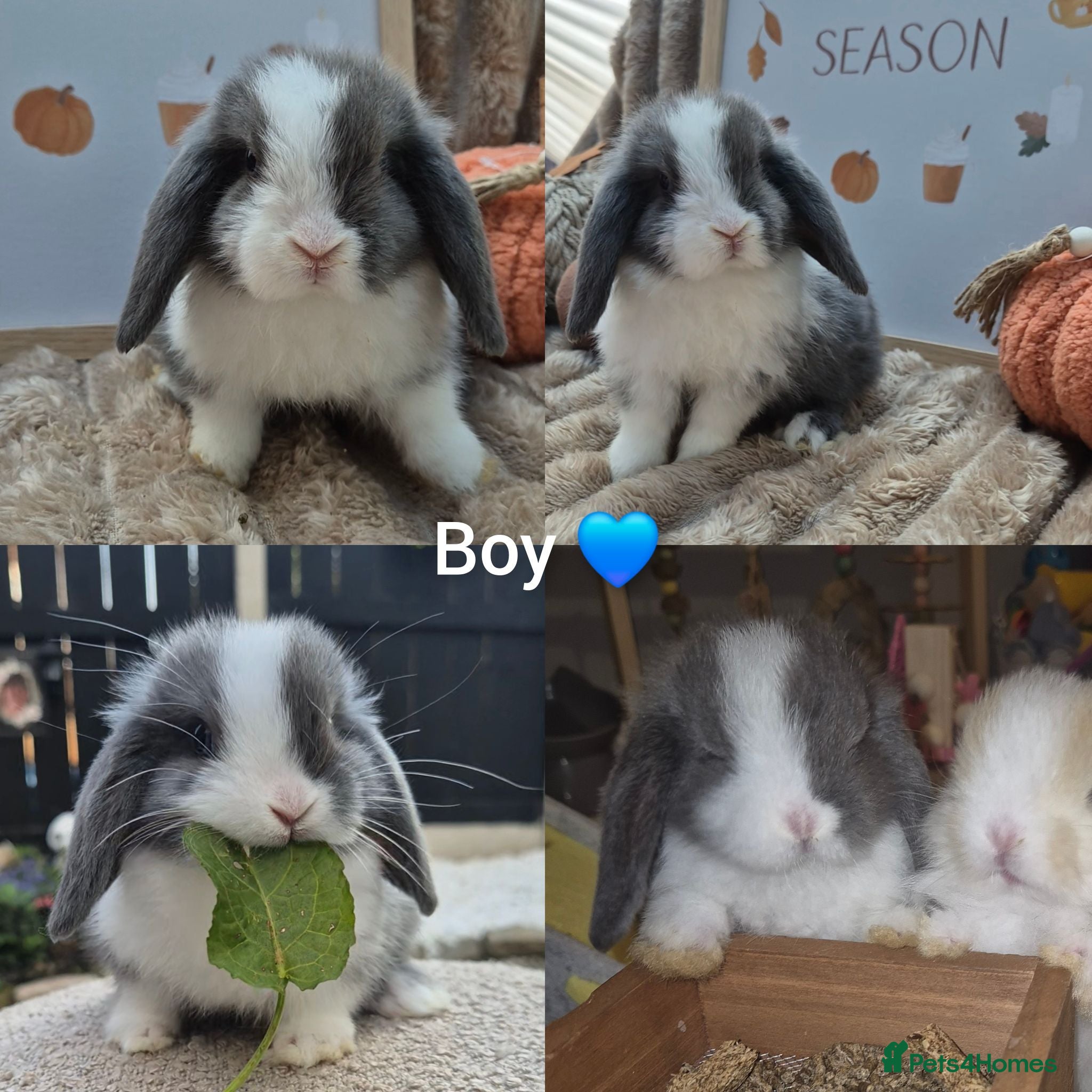 Mini Lop rabbits Mini lops - Advert 7