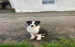 Border Collie dogs for sale: Playful pups - Image 2