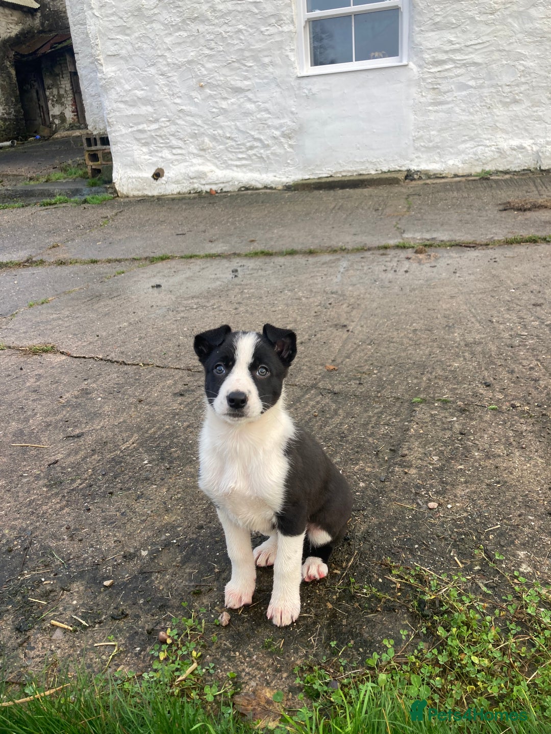 Border Collie dogs for sale: Playful pups - Image 2