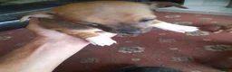 Jack Chi dogs for sale: Jackchi jackrussell x chawaha  - Advert 6