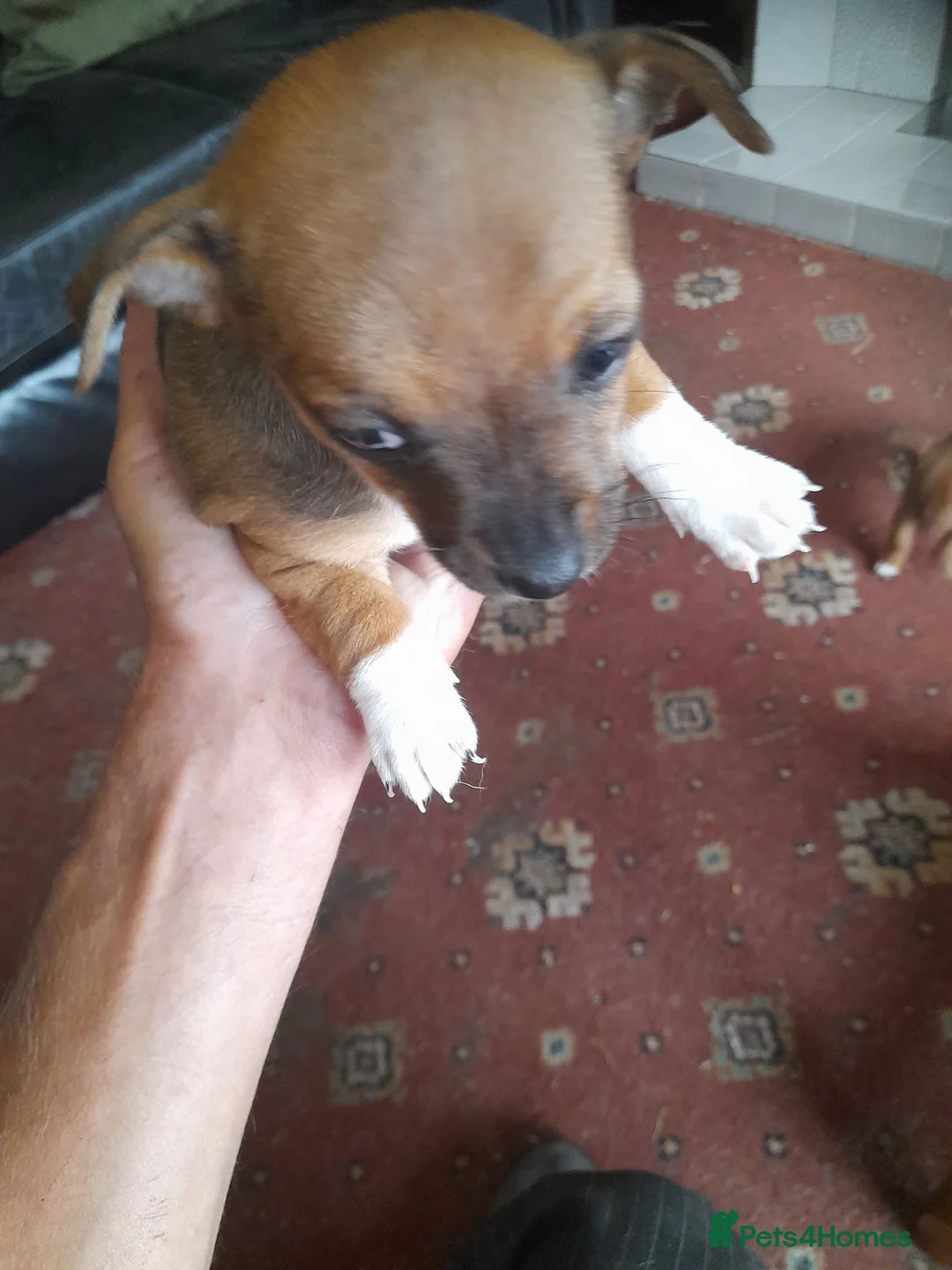 Jack Chi dogs for sale: Jackchi jackrussell x chawaha  - Advert 6
