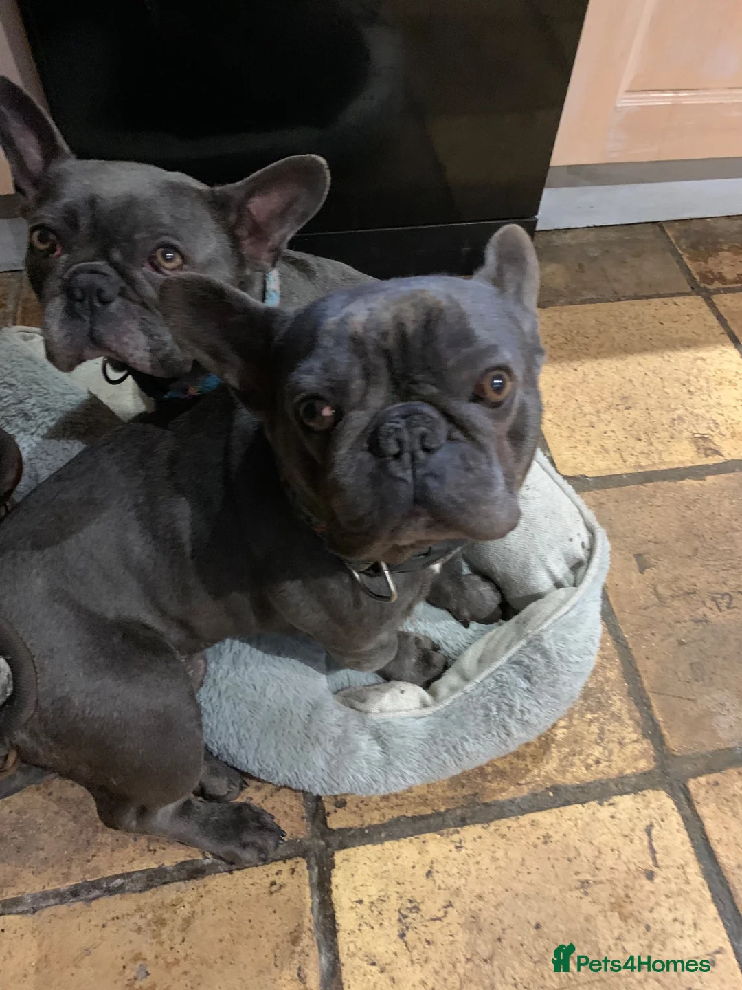 French Bulldog dogs for sale: Outstanding male puppy  - Advert 13