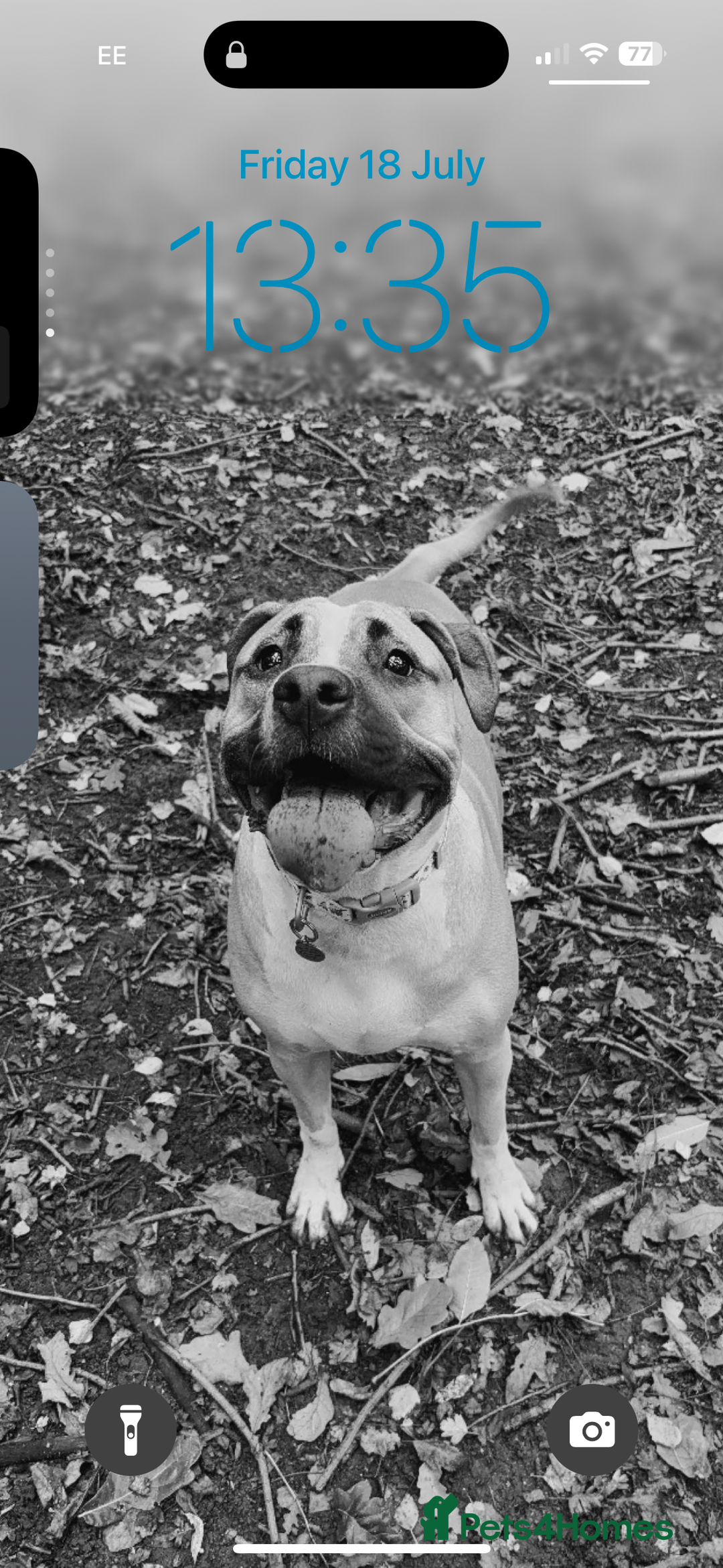 Mixed Breed dogs for sale: Bodhi - 2 Year Old AmBull X - Image 6