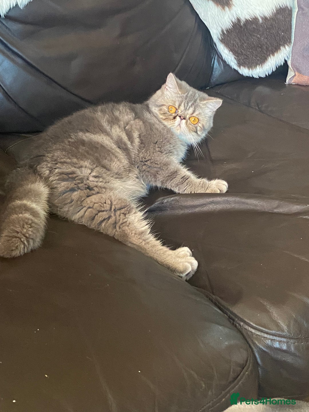 Exotic cats for sale: 1 BABY BOY Exceptional Persian Exotic litter - Advert 6