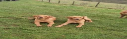 Labrador Retriever dogs for sale: Exceptional kc reg labradors  in Thirsk - Advert 16