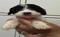 Cockapoo dogs for sale: Cocapoo - Image 8